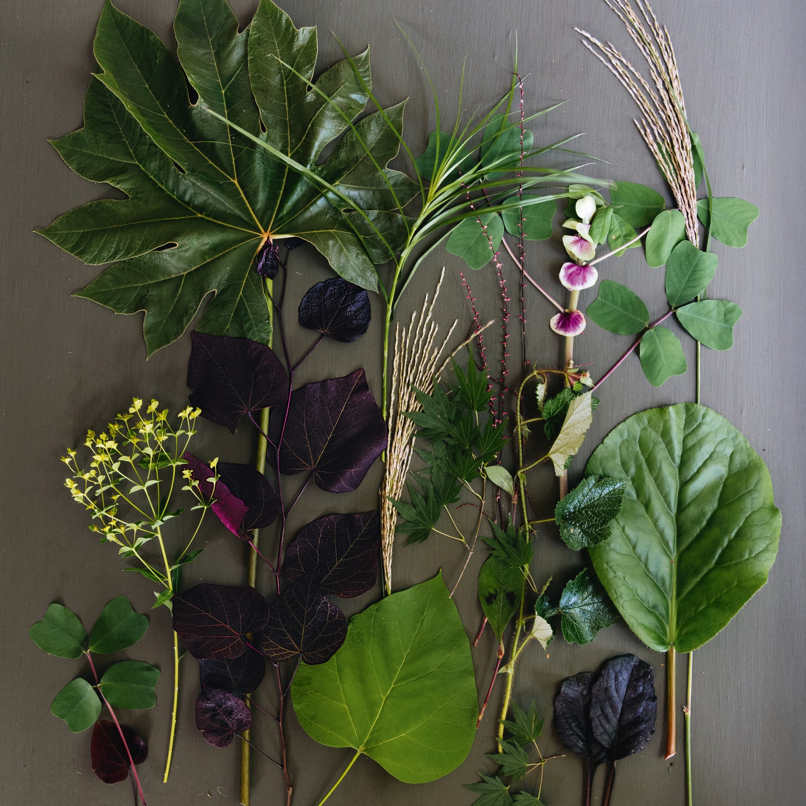 Jane Brockbank's foliage-dense planting scheme for a small city garden